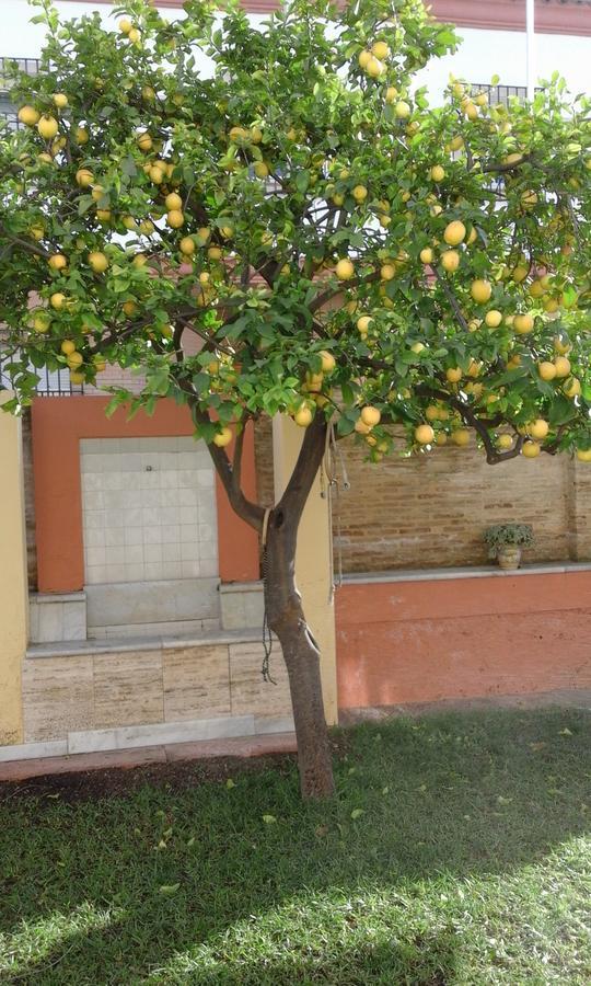Lemon Garden Hostel Sevilla Экстерьер фото